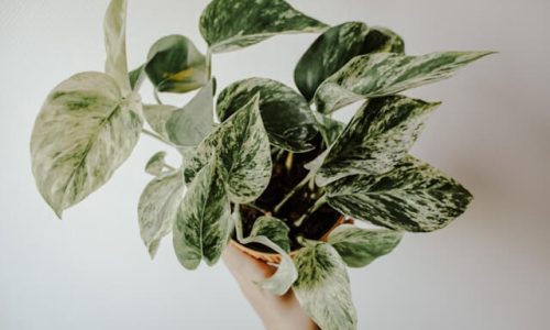 lasma-balode-0PkidDXox40-unsplash (1) lasma-balode-0PkidDXox40-unsplash (1)