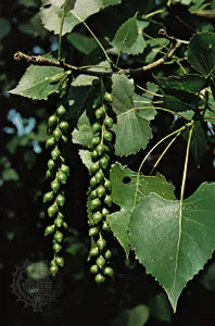 leaves-fruits-cottonwood-cottonwoods-seeds-thousands leaves-fruits-cottonwood-cottonwoods-seeds-thousands