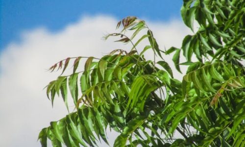 madhav-malleda-L5aUutpdZ8Q-unsplash (1) madhav-malleda-L5aUutpdZ8Q-unsplash (1)