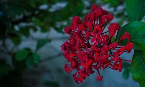 manisha-raghunath-yQJlqfm10Bk-unsplash (1) manisha-raghunath-yQJlqfm10Bk-unsplash (1)