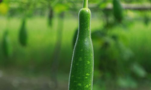 manoj-roy-jS02QWnPOAA-unsplash (1) manoj-roy-jS02QWnPOAA-unsplash (1)