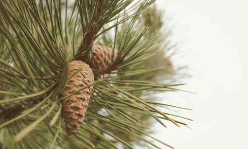 manuel-sardo-n51v2WzTv5g-unsplash (1) manuel-sardo-n51v2WzTv5g-unsplash (1)