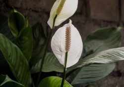 maria-elizabeth-CDoPIWJDvvw-unsplash
