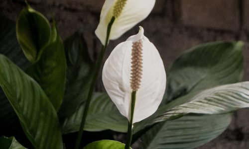 maria-elizabeth-CDoPIWJDvvw-unsplash maria-elizabeth-CDoPIWJDvvw-unsplash