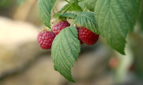 maria-hossmar-GQWCrOq75iQ-unsplash maria-hossmar-GQWCrOq75iQ-unsplash
