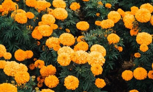 marigold 1 marigold 1