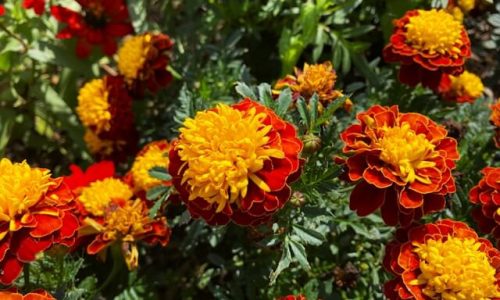 marigold 2 marigold 2