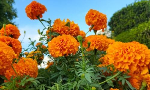 marigold 3 marigold 3