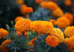marigold 4