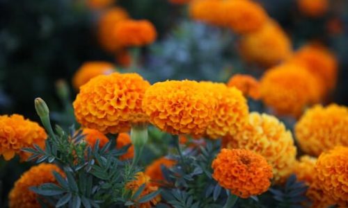 marigold 4 marigold 4