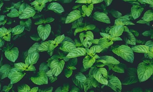 marko-blazevic-SOz6YQcC_5c-unsplash (1) marko-blazevic-SOz6YQcC_5c-unsplash (1)