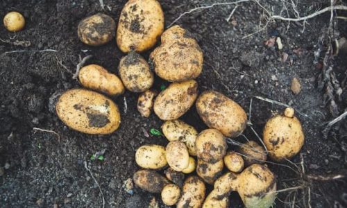 markus-spiske-484GsKrL5r8-unsplash (1) markus-spiske-484GsKrL5r8-unsplash (1)