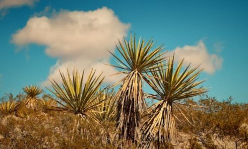 michael-yantis-Ww5nE6ymq3U-unsplash (1) michael-yantis-Ww5nE6ymq3U-unsplash (1)