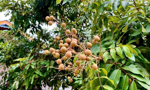 mohd-safri-6P5APMQQLl4-unsplash (1) mohd-safri-6P5APMQQLl4-unsplash (1)