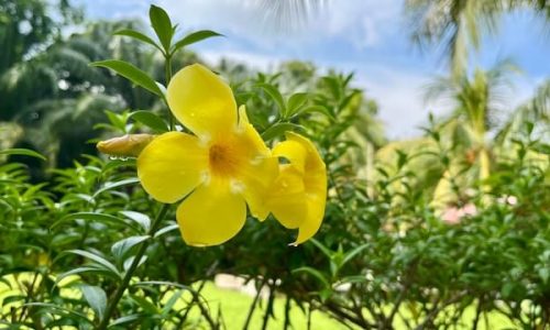 mohd-safri-qA6SsaaHumQ-unsplash (1) mohd-safri-qA6SsaaHumQ-unsplash (1)