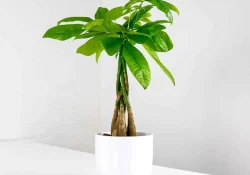 money-tree-pachira (1)