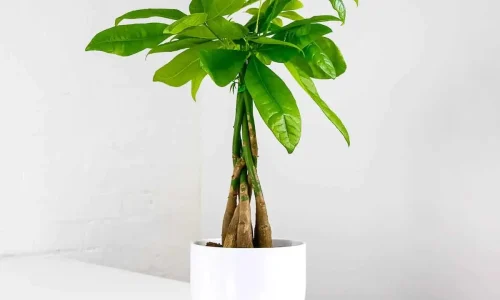 money-tree-pachira (1) money-tree-pachira (1)