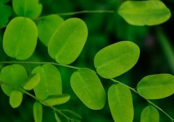 neha-maheen-mahfin-WOvJOiPwgY4-unsplash (1)