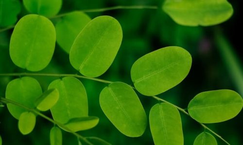 neha-maheen-mahfin-WOvJOiPwgY4-unsplash (1)