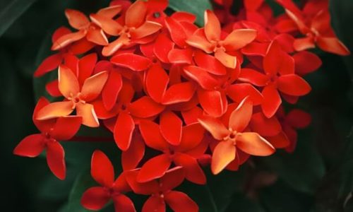 okta-sardianto-u68xJ-xfsm0-unsplash (1) okta-sardianto-u68xJ-xfsm0-unsplash (1)