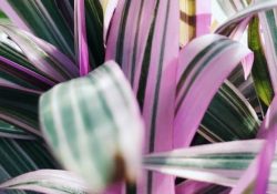 olena-shmahalo-AHct27xvHq0-unsplash (1)