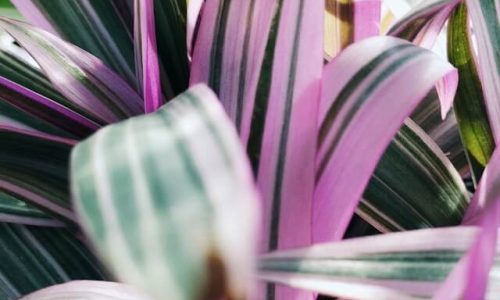 olena-shmahalo-AHct27xvHq0-unsplash (1) olena-shmahalo-AHct27xvHq0-unsplash (1)