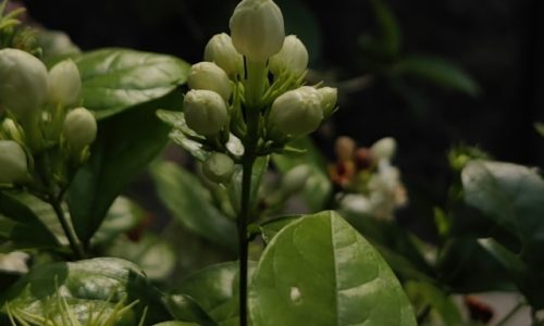 oshin-khandelwal-0_VjjkU7kHw-unsplash