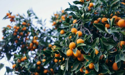 paul-hanaoka-BrxVmV_TBjA-unsplash (1)