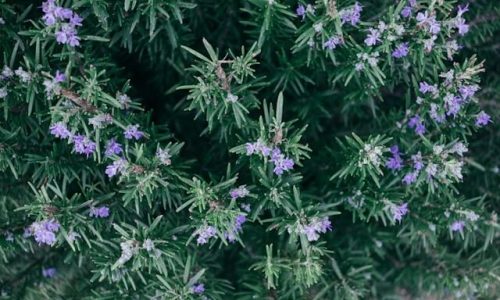 paul-hanaoka-HqslonbcCJE-unsplash (1) paul-hanaoka-HqslonbcCJE-unsplash (1)