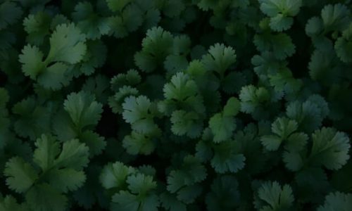 phillip-larking-alnk961dNz8-unsplash (1) phillip-larking-alnk961dNz8-unsplash (1)