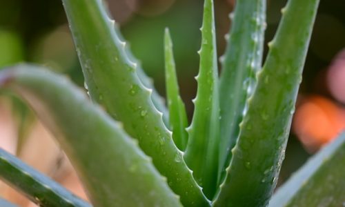 pisauikan-N29JXkNO1xI-unsplash pisauikan-N29JXkNO1xI-unsplash