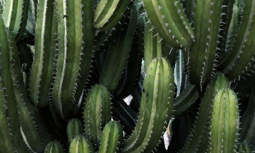polina-skaia-MBPxxeTbI8w-unsplash polina-skaia-MBPxxeTbI8w-unsplash