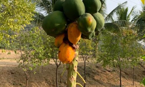 praveen-kumar-nandagiri-KhEF-zTv7jk-unsplash (1)