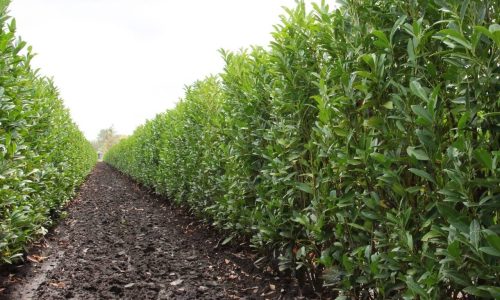 prunus-laurocerasus-schipkaensis-schip-cherry-laurel-hedge-field-row-nursery-InstantHedge__29370.1572173698.1280.1280-1 (1) prunus-laurocerasus-schipkaensis-schip-cherry-laurel-hedge-field-row-nursery-InstantHedge__29370.1572173698.1280.1280-1 (1)