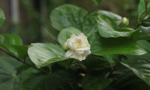 rajan-joshi-ww1jsn9dfpg-unsplash