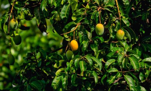 rajendra-biswal-BafVsMpoSF0-unsplash rajendra-biswal-BafVsMpoSF0-unsplash