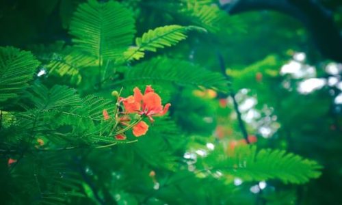 rakib-hosain-wfLLfLBd7Zo-unsplash (1) rakib-hosain-wfLLfLBd7Zo-unsplash (1)