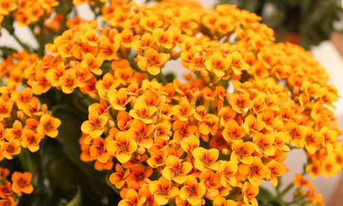 rebecca-niver-HiY31oq7vms-unsplash (1)