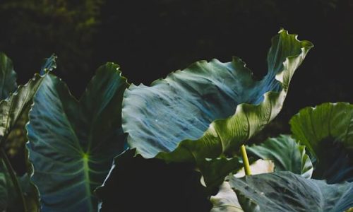 rui-silvestre-8Y-aaZ8fYmk-unsplash (1)