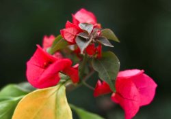 s-m-abdur-rahim-yX5O7ZR2RoI-unsplash