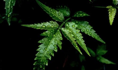samim-xani-qHckVUCK2_s-unsplash (1) samim-xani-qHckVUCK2_s-unsplash (1)