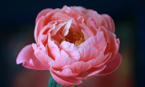 sandy-millar-h90u8EjN1OU-unsplash (1) sandy-millar-h90u8EjN1OU-unsplash (1)
