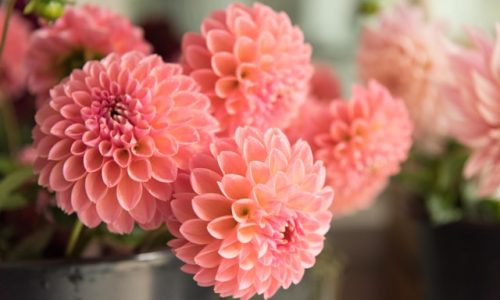 sara-mcmurray-yu326pwy9i0-unsplash sara-mcmurray-yu326pwy9i0-unsplash