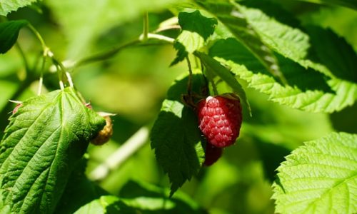 sebbi-strauch-RnTok2XTRrw-unsplash sebbi-strauch-RnTok2XTRrw-unsplash