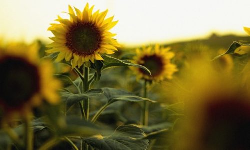 sergiu-nista-8T4jk7Ex-Yg-unsplash sergiu-nista-8T4jk7Ex-Yg-unsplash