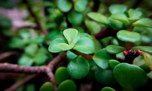 shotify-E52UFQB6k5o-unsplash (1) shotify-E52UFQB6k5o-unsplash (1)