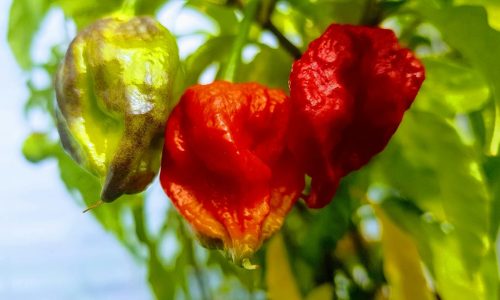 simon-mavsar-mychilligarden-com-VbTX4CInaW8-unsplash (1) simon-mavsar-mychilligarden-com-VbTX4CInaW8-unsplash (1)