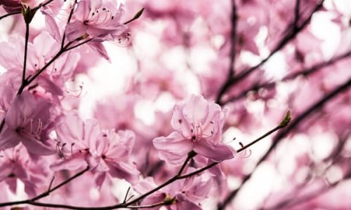 sora-sagano-m-zH7t33jLI-unsplash (1) sora-sagano-m-zH7t33jLI-unsplash (1)