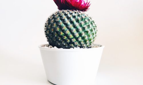 stephanie-harvey-N9lmtlOuaDM-unsplash stephanie-harvey-N9lmtlOuaDM-unsplash