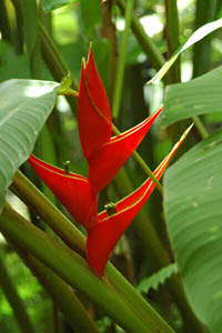 stolen_heliconia stolen_heliconia